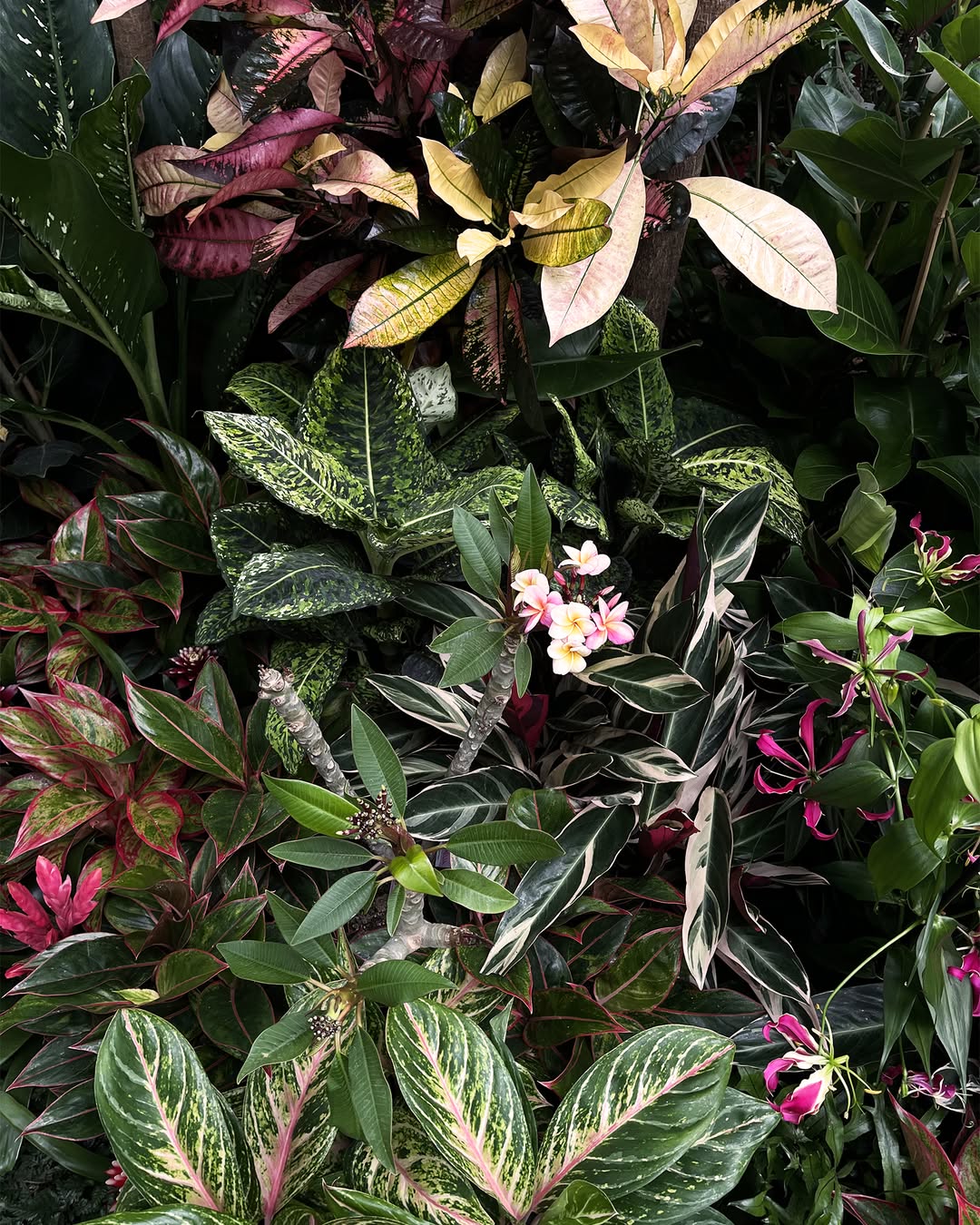 Creazioni Franzi in primo piano